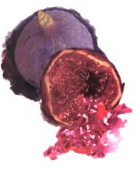 illustration of a succulent fig